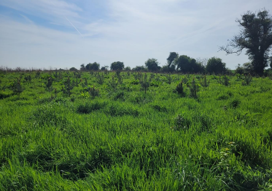 Make-A-Wish Woodland